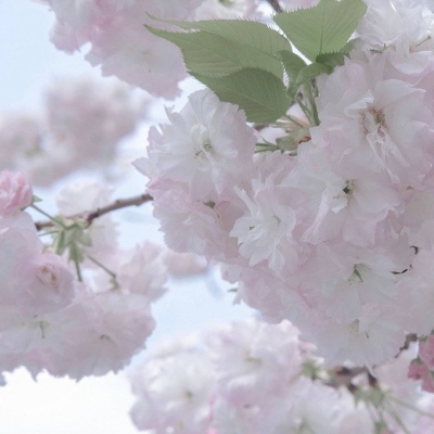 伊春福瑞交流群